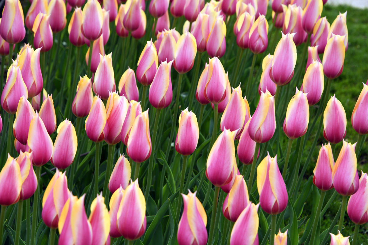 165 The tulips in the Pella Historical Village were gorgeous.JPG